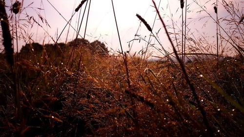 Close-up of stalks in field against sky