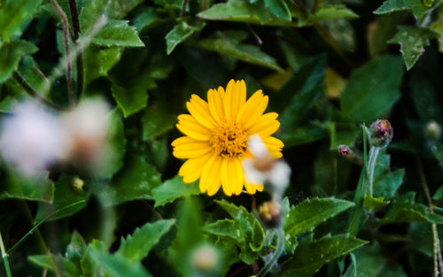 Close-up of yellow flowering plant