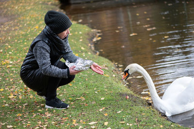 Woman in a black coat and knitted hat feeds bread to a white swan on the shore of a pond