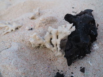 Close-up of dog on sand