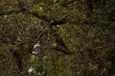 Full frame shot of tree