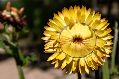 Close-up of yellow flowering plant