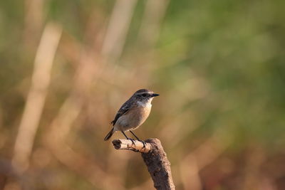 Eastern stonechat stick on branches