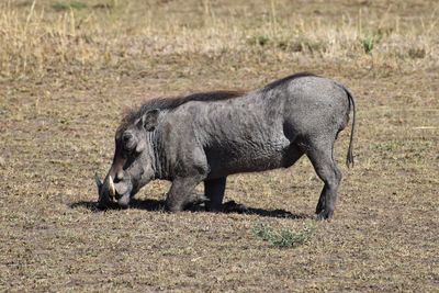 Side view of horse on field