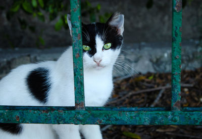 Close-up portrait of cat