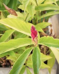 Close-up of red flowering plant