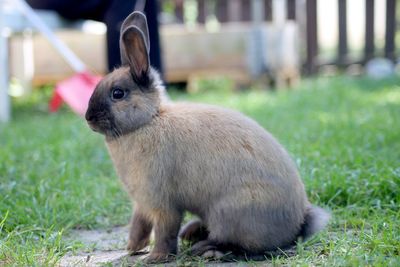 View of rabbit on field