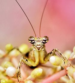 Close-up of mantis insect on flower