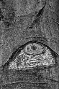 Full frame shot of old tree trunk