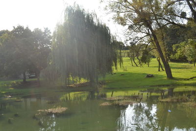 Scenic view of lake by trees in forest