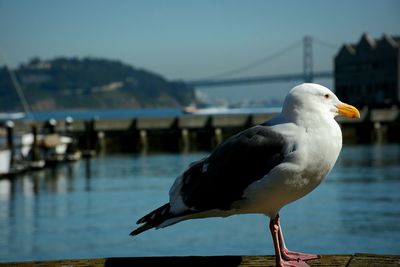 Close-up of seagulls perching on railing