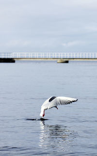 View of seagull flying over lake