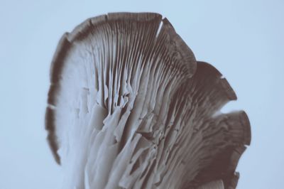 Close-up of mushroom against clear sky