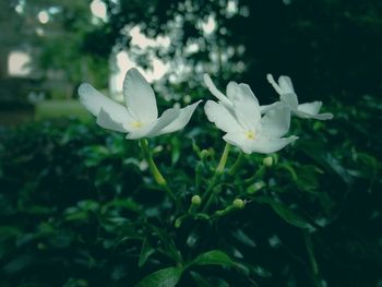 Close-up of white flowers