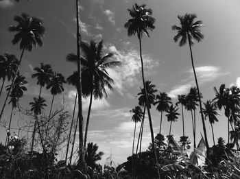 Low angle view of palm trees against sky