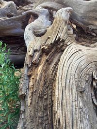 Full frame shot of tree trunk