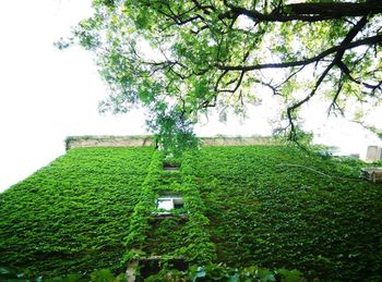 Ivy growing on tree