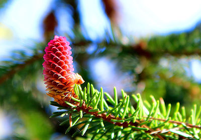 Low angle view of flower tree