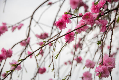 Low angle view of cherry blossom