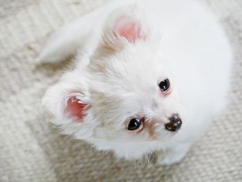 Close-up portrait of puppy