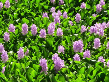 Close-up of purple flowering plants