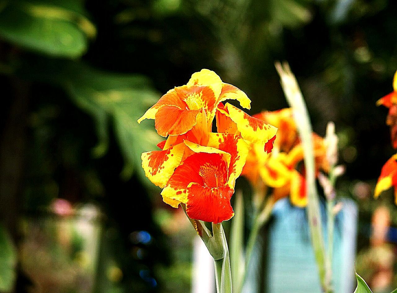 flower, growth, beauty in nature, nature, petal, plant, day, fragility, flower head, outdoors, no people, focus on foreground, freshness, blooming, close-up, water