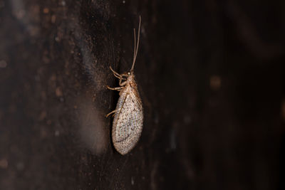 Close-up of snail on wood