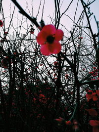 Close-up of red flowers blooming on tree