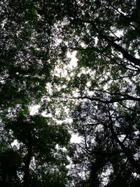 Low angle view of trees against sky