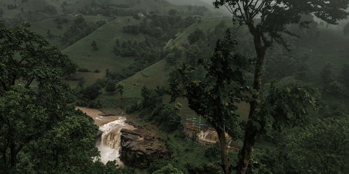 High angle view of trees on field