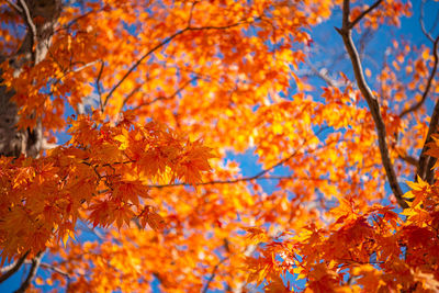 Low angle view of maple leaves on tree