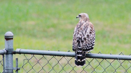 Close-up of bird perching on metal