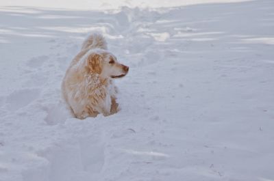 Dog on beach during winter