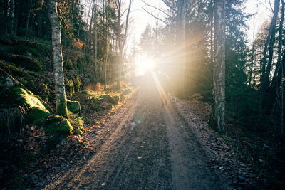 Sunlight streaming through trees in forest