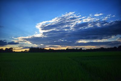 Scenic view of agricultural field against sky during sunset