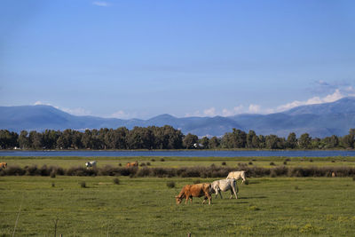 Horses in a field