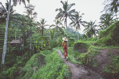 Young woman at rice terrace