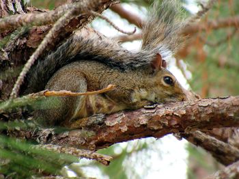 Close-up of squirrel on tree