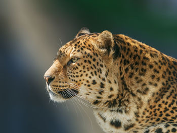 Close-up of a cat looking away