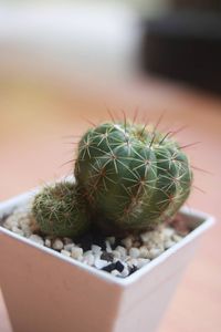 Close-up of cactus plant in pot