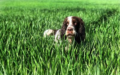 Portrait of dog on field