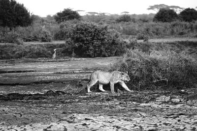 Side view of horse on field
