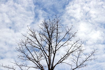 Low angle view of bare tree against sky