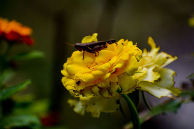 Close-up of insect on yellow flower