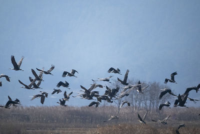 Birds flying in the sky