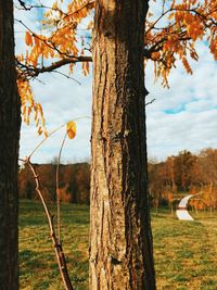 Trees on field against sky