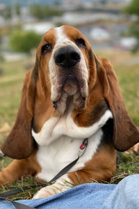 Close-up of dog looking away while sitting outdoors