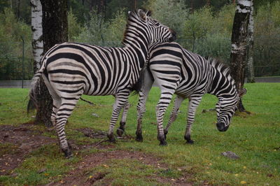 Zebra grazing in field