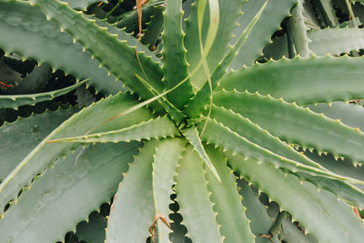 Full frame shot of succulent plant