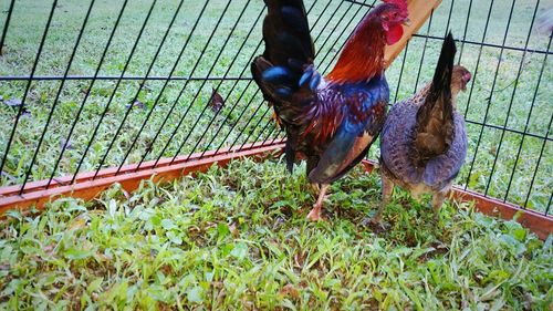 Close-up of rooster on grass